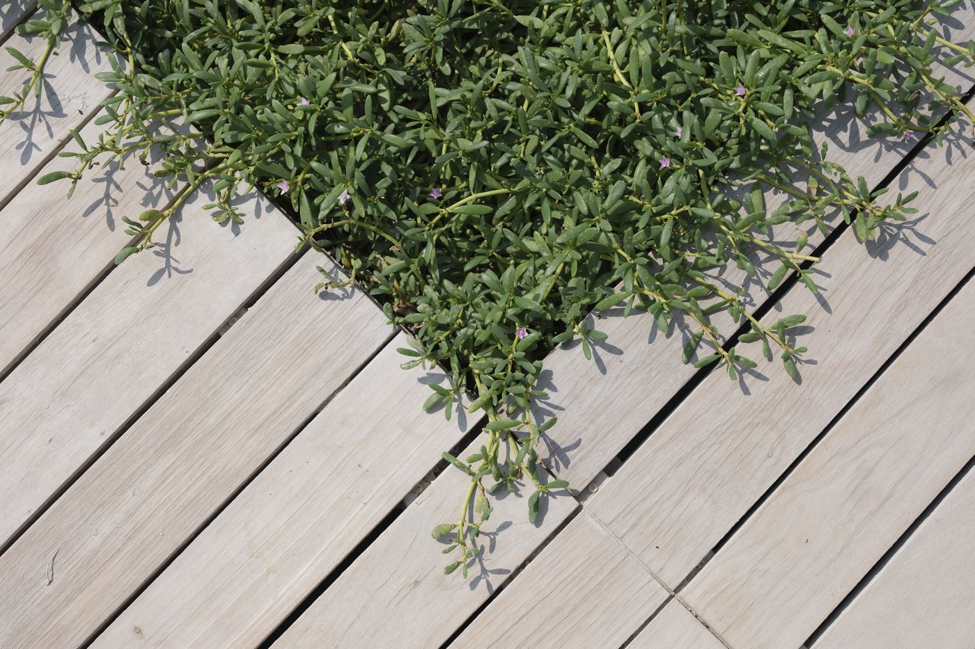 Outdoor timber deck with stained and sealed boards